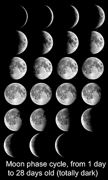 The Moon's Phases in Oreos :: NASA Space Place