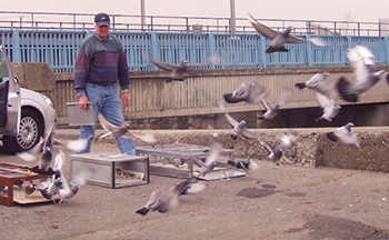 A man releases his pigeons from their cages to begin the race home.