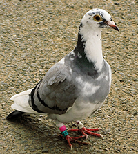 Racing pigeon standing on ground.