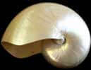Shell of a pearly nautilus.
