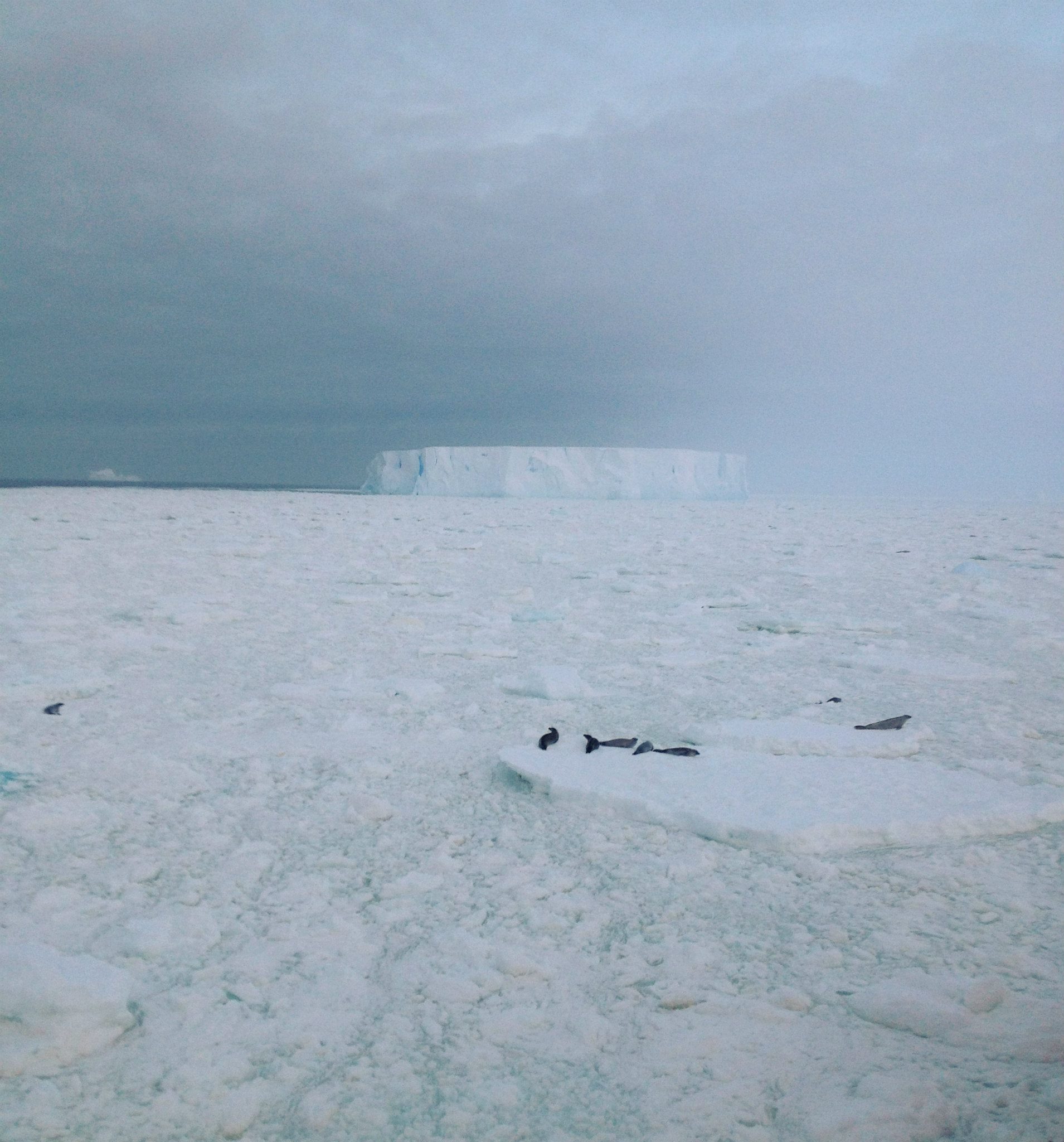 Four seals lay on an ice raft on a desolate icy landscape. A big iceberg is visible in the background. Clouds cover the sky, making the white snow and ice appear dark and gray.