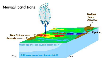 Diagram of normal year ocean conditions
