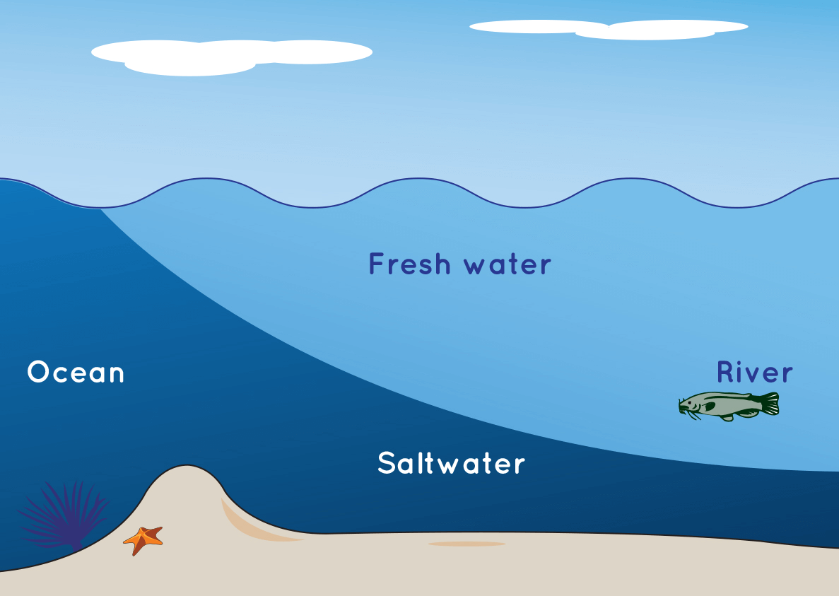 Drawing shows cross-section of saltwater layered below fresh water.
