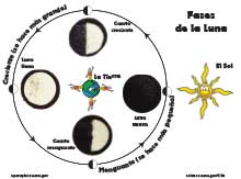 Fotografía de hoja de actividades de las fases de la Luna, con Lunas de Oreo ubicadas en las fases correctas.