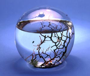 Ecosphere, clear glass sphere about two-thirds fill of water, with pebbles in the bottom, algae, reef-like skeleton, and tiny red shrimp.