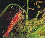 Close-up of tiny red shrimp.