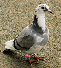 https://spaceplace.nasa.gov/review/pigeons/racing-pigeon.en.png